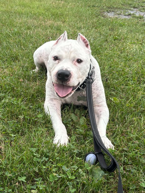 Picasso, a dog for adoption from Outcast Rescue