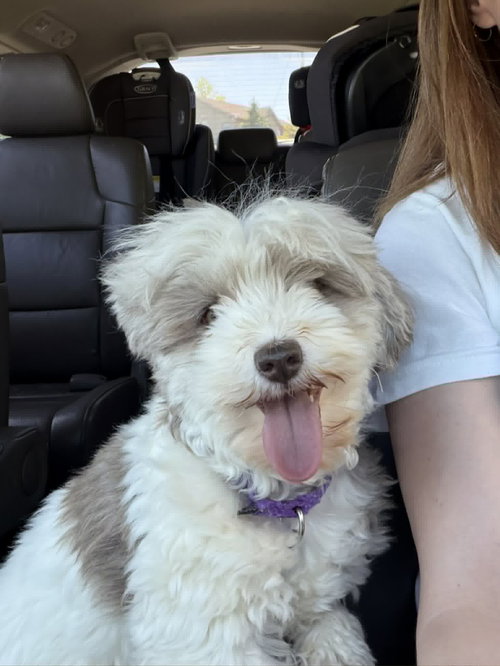 Hazel, an adoptable Havanese in Catasauqua, PA