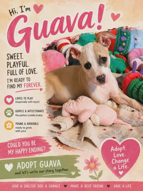 Guava, an adoptable Pit Bull Terrier in Catasauqua, PA