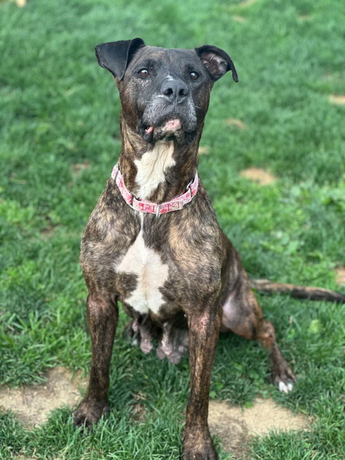 Viva, an adoptable Pit Bull Terrier in Catasauqua, PA