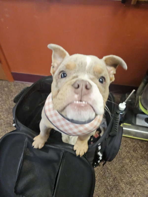 Berle the Merle