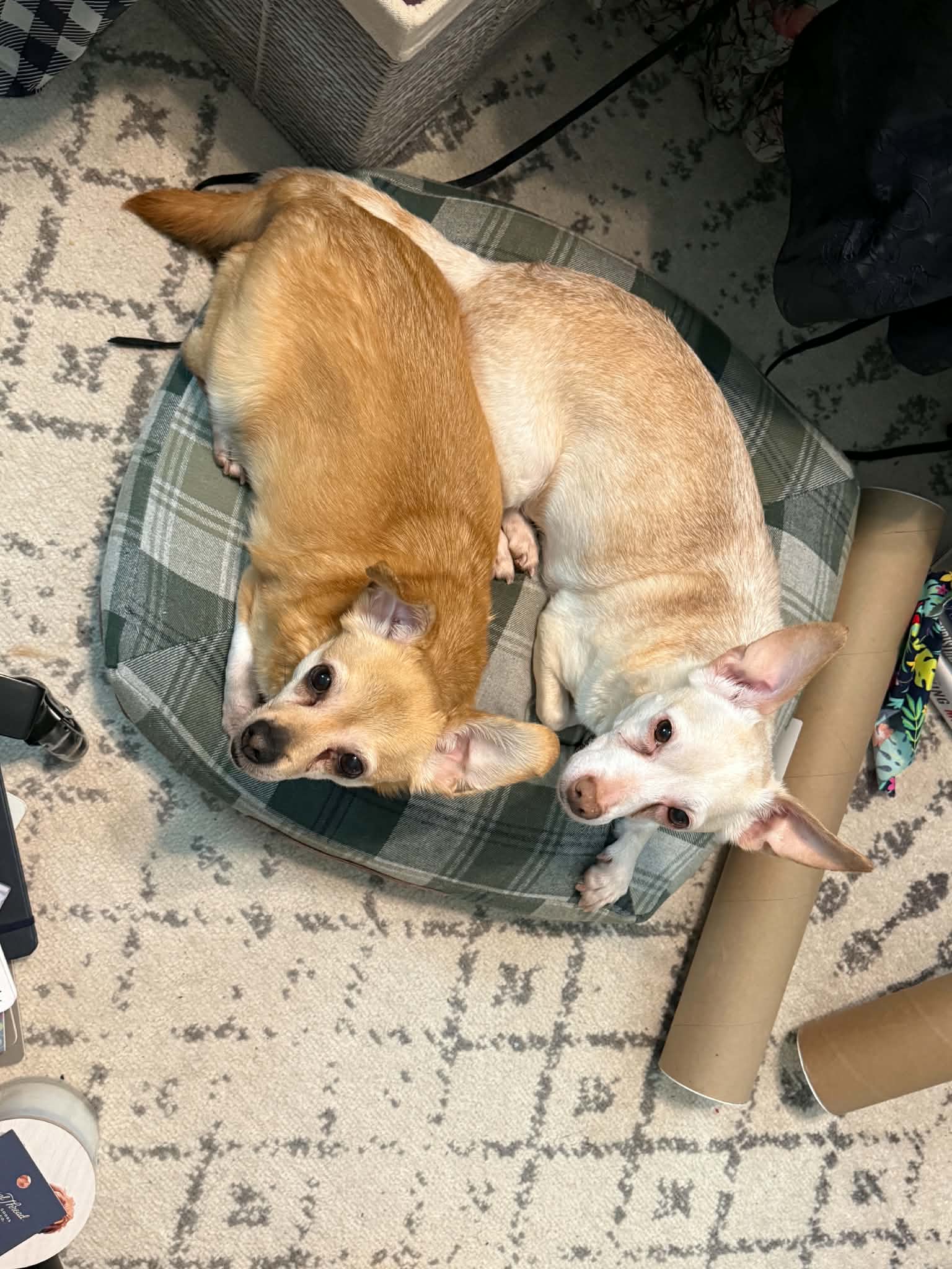 Suzie  Blanca - Chihuahua