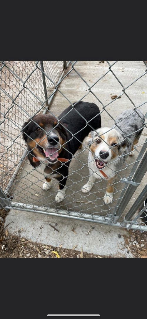 Dogs for Adoption in Humboldt, Kansas | Alpha Paw Dogs for Adoption in Humboldt, Kansas | Alpha Paw