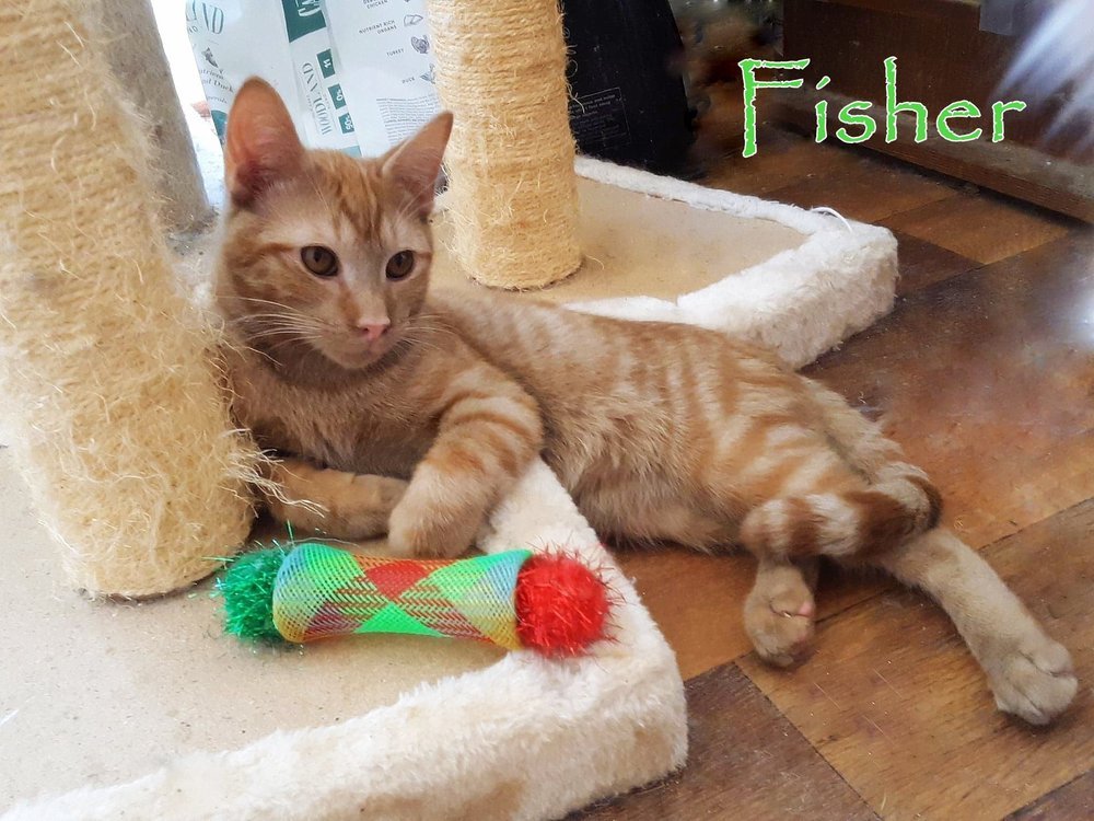 adoptable Cat in Culpeper, VA named Fisher