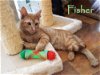 adoptable Cat in culpeper, VA named Fisher