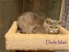 adoptable Cat in culpeper, VA named Darla Mae