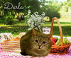 adoptable Cat in Culpeper, VA named Darla Mae