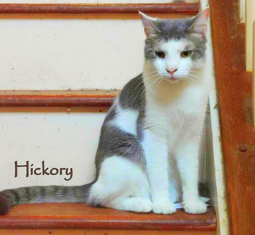 adoptable Cat in Culpeper, VA named Hickory