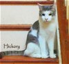 adoptable Cat in , VA named Hickory