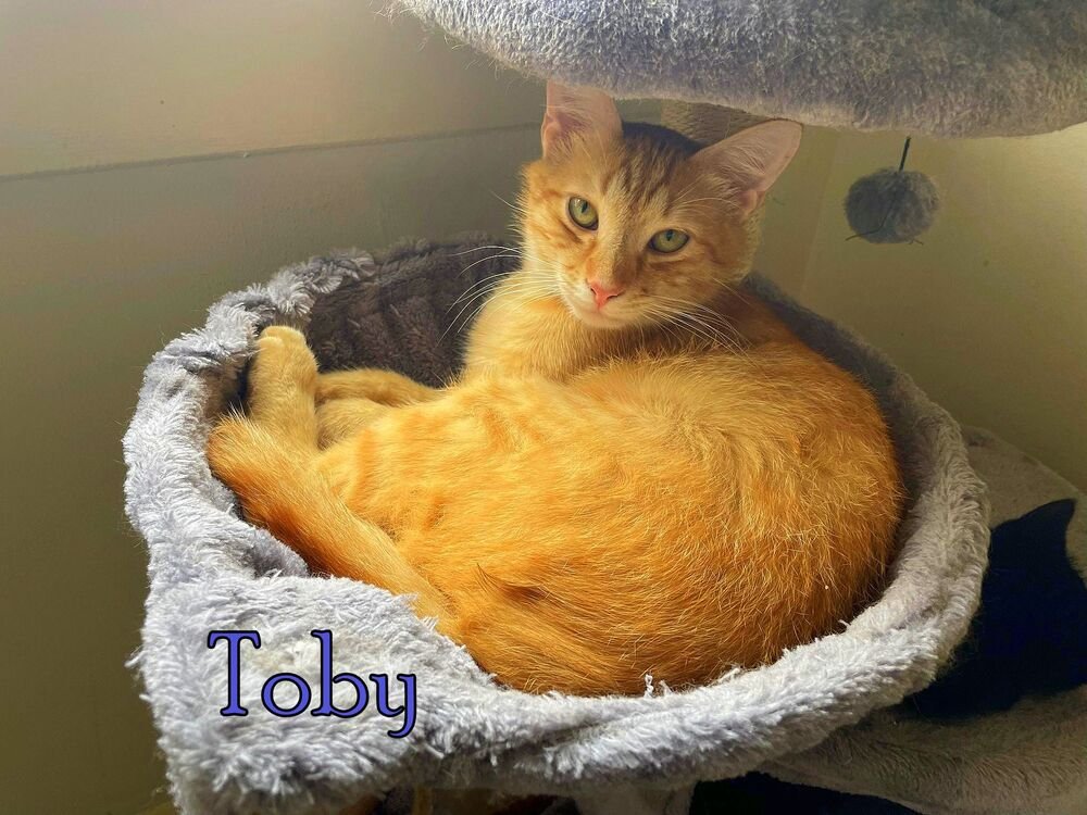 adoptable Cat in Culpeper, VA named Toby