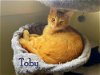 adoptable Cat in culpeper, VA named Toby