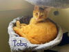 adoptable Cat in  named Toby