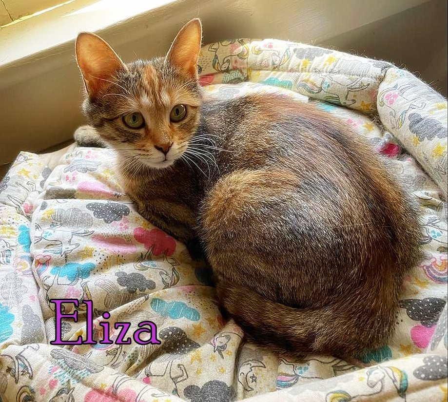 adoptable Cat in Culpeper, VA named Eliza