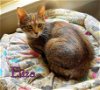 adoptable Cat in , VA named Eliza