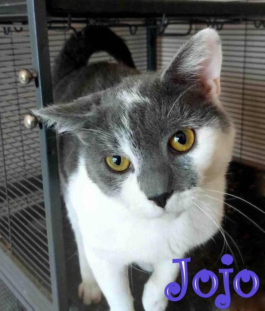adoptable Cat in Culpeper, VA named Jojo