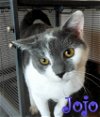 adoptable Cat in , VA named Jojo