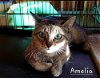 adoptable Cat in culpeper, VA named Amelia (Violet)