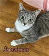 adoptable Cat in culpeper, VA named Anastasia