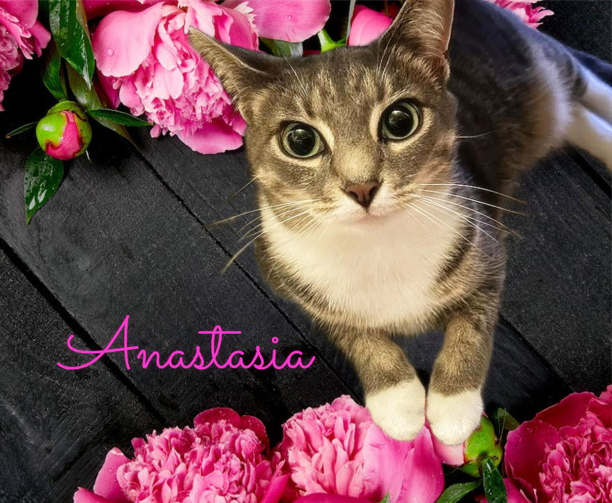 adoptable Cat in Culpeper, VA named Anastasia