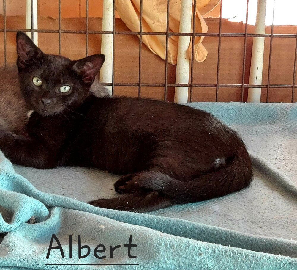 adoptable Cat in Culpeper, VA named Albert (Violet)