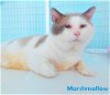 adoptable Cat in  named Marshmallow