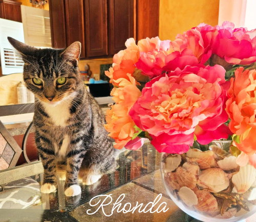 Photo 2 of Rhonda