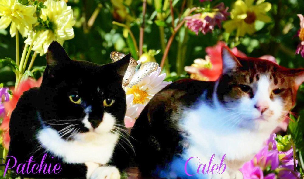 adoptable Cat in Culpeper, VA named Caleb