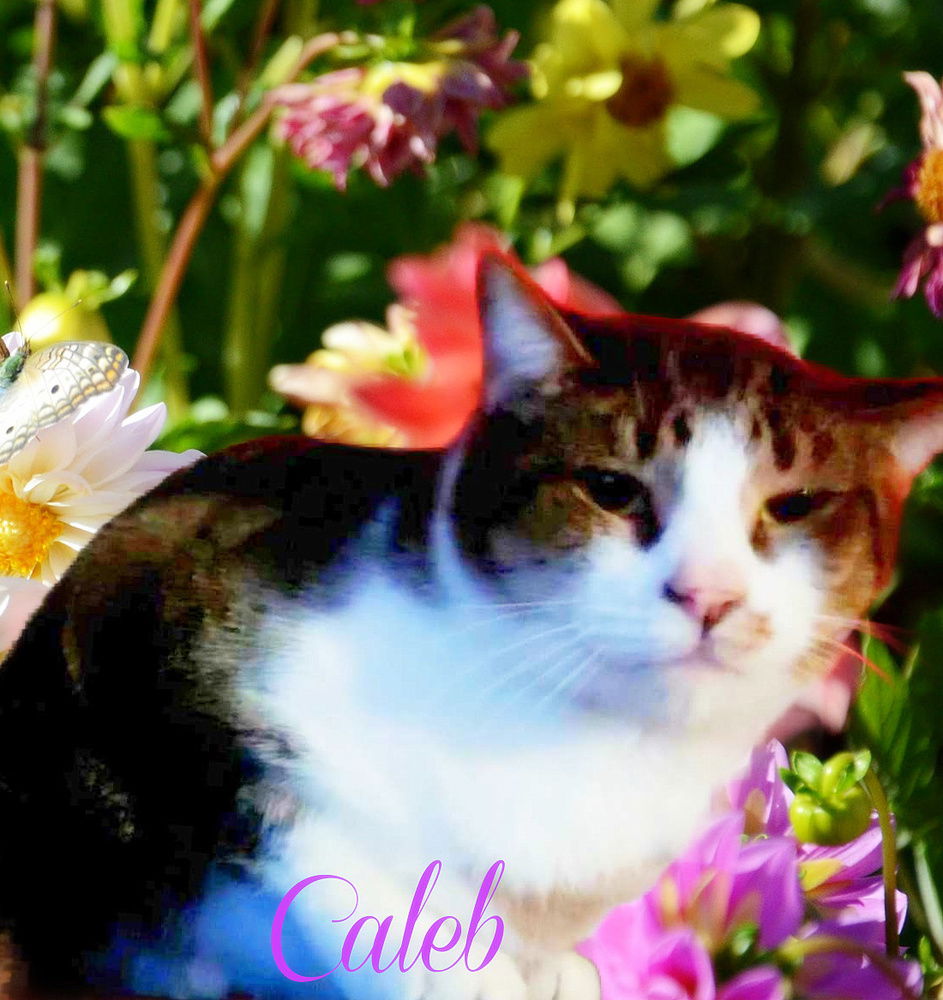 adoptable Cat in Culpeper, VA named Caleb