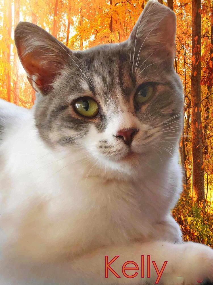 adoptable Cat in Culpeper, VA named Kelly *older kitten*