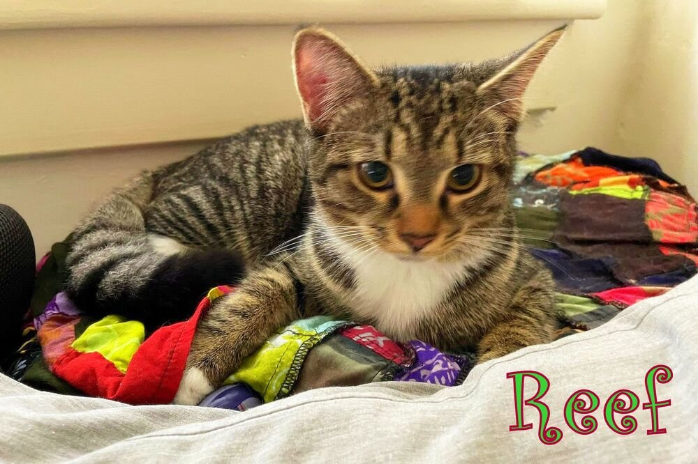 adoptable Cat in Culpeper, VA named Reef