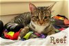 adoptable Cat in culpeper, VA named Reef