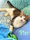 adoptable Cat in culpeper, VA named Pier