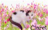 adoptable Cat in culpeper, VA named Claret  *kitten*