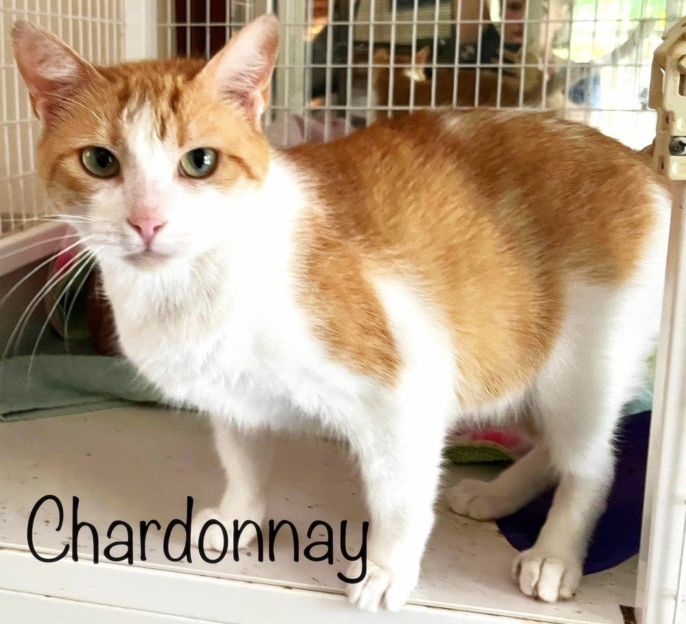 adoptable Cat in Culpeper, VA named Chardonnay