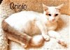 adoptable Cat in culpeper, VA named Grigio *kitten*