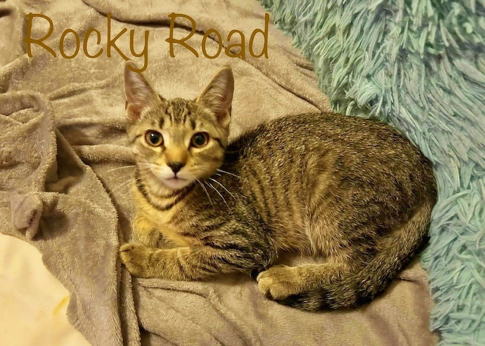 adoptable Cat in Culpeper, VA named Rocky Road *older kitten*