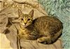 adoptable Cat in culpeper, VA named Rocky Road *older kitten*