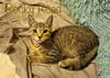 adoptable Cat in Culpeper, VA named Rocky Road *older kitten*