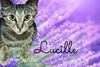 adoptable Cat in Culpeper, VA named Lucille