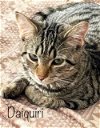 adoptable Cat in culpeper, VA named Daquiri  *kitten*