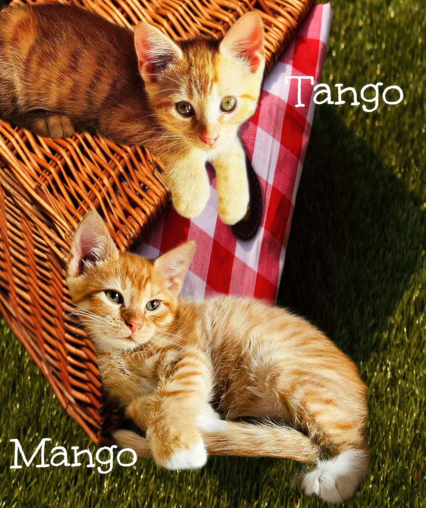 adoptable Cat in Culpeper, VA named Tango *kitten*