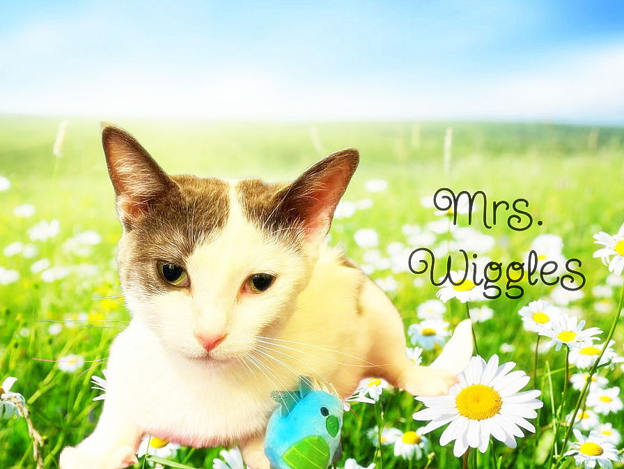 adoptable Cat in Culpeper, VA named Mrs. Wiggles