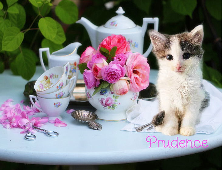 adoptable Cat in Culpeper, VA named Prudence *kitten*