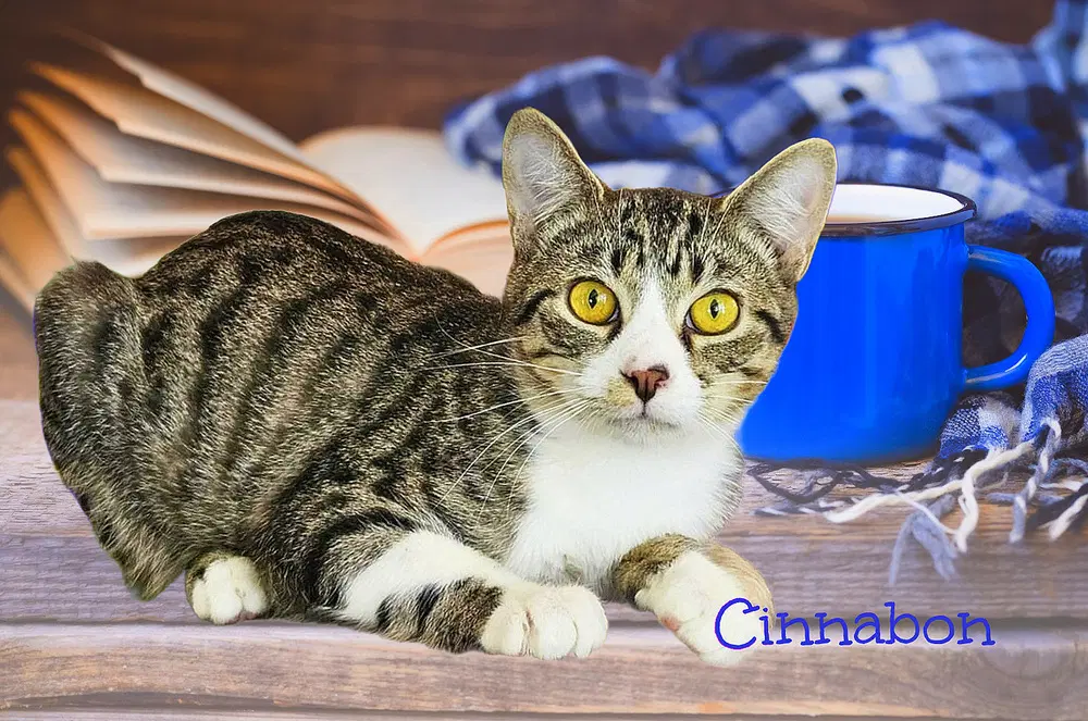 Cinnabon - Domestic Short Hair
