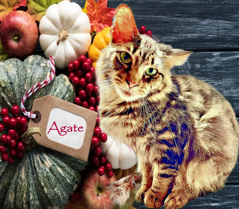 Agate - Domestic Short Hair