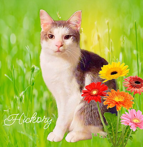 Hickory, Baby Domestic Short Hair (short coat), cat for adoption in Manassas, Virginia