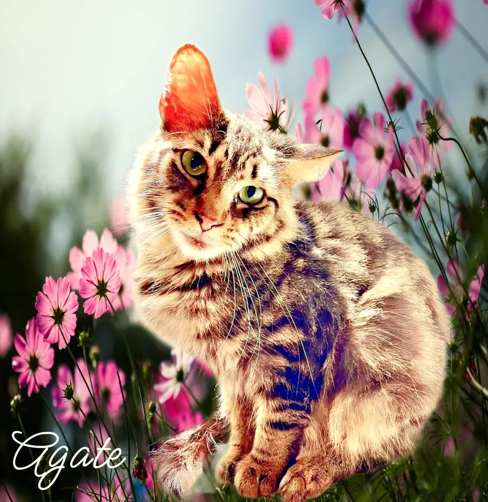 Agate - Domestic Short Hair