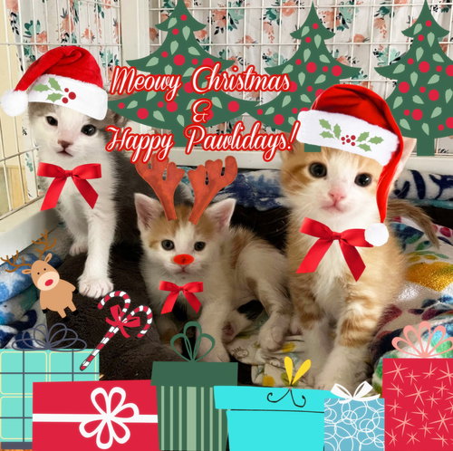 Meowy *Older Kitten*, Baby Domestic Short Hair (short coat), cat for adoption in Manassas, Virginia