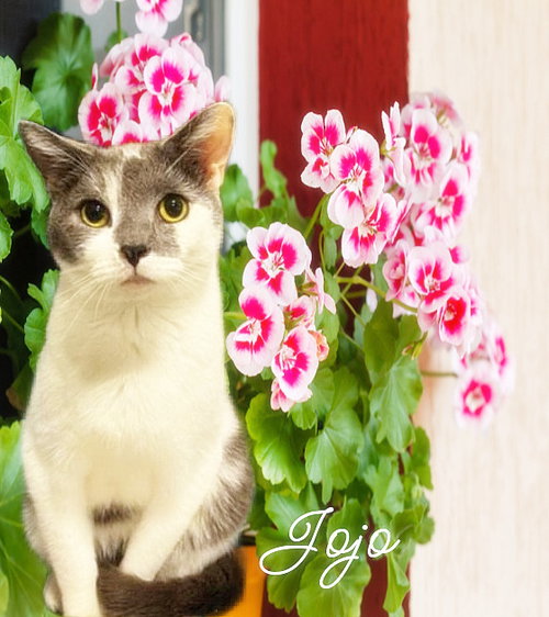 Jojo, Adult Domestic Short Hair (short coat), cat for adoption in Manassas, Virginia