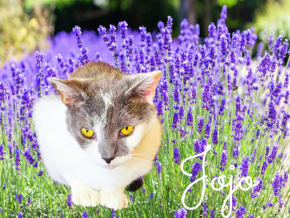 Jojo image 2
